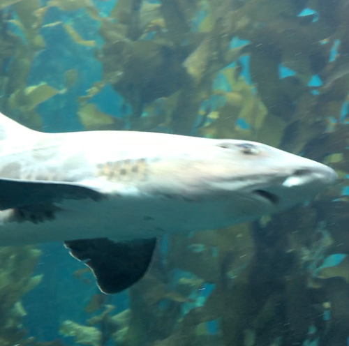 Shark swimming in a kelp forest