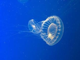 Moon Jelly fish