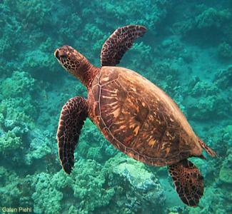 Turtle in the ocean