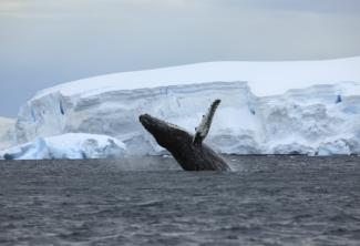 Humpback whale in Antarctica