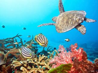 marine environment