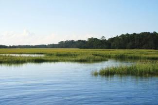 sapelo marsh