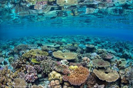 Corals (courtesy of Ocean Agency image bank)
