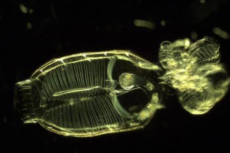 A microscopic view of a doliolid. 
